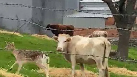 Biga'da karaca köye indi