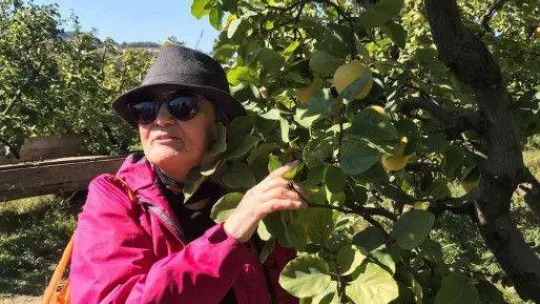 Bilecik'te bu yıl ayva hasadının 7 bin ton olması bekleniyor