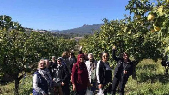 Bilecik'te bu yıl ayva hasadının 7 bin ton olması bekleniyor