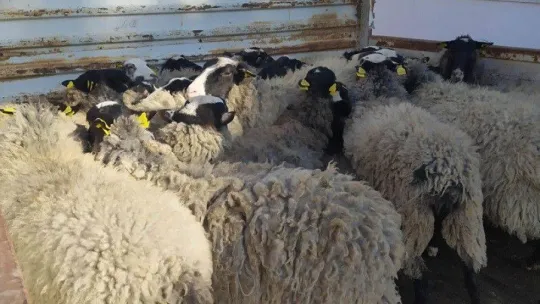 Bilecik'te sahte banka dekontla hayvan hırsızlığı yapan şahıs yakalandı