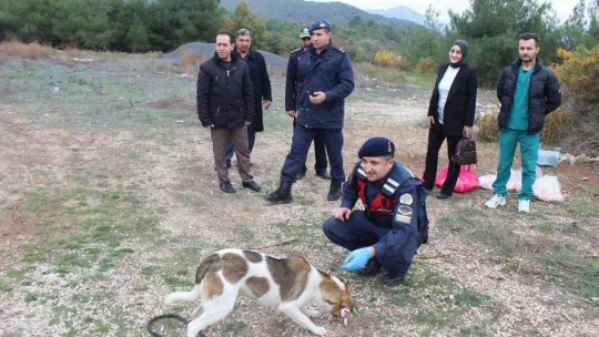 Bilecik'te sokak hayvanlarını elleriyle beslediler