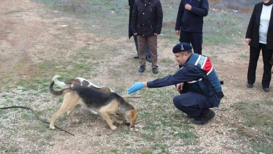 Bilecik'te sokak hayvanlarını elleriyle beslediler
