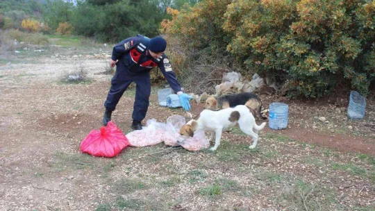 Bilecik'te sokak hayvanlarını elleriyle beslediler
