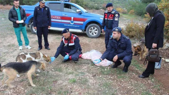 Bilecik'te sokak hayvanlarını elleriyle beslediler
