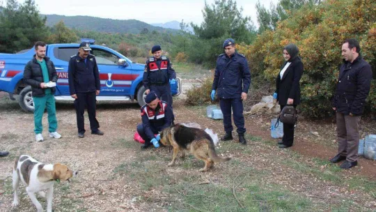 Bilecik'te sokak hayvanlarını elleriyle beslediler