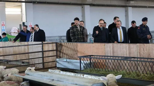 Bilecikli üreticilere 150 bin küçükbaş hayvan dağıtılacak