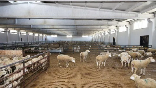 Bilecikli üreticilere 150 bin küçükbaş hayvan dağıtılacak