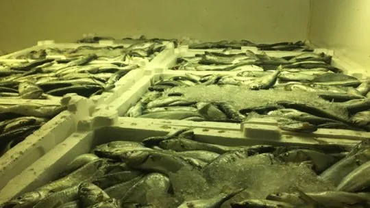 Bir kamyonda bulunan 1 ton balığa el konuldu