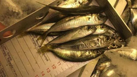 Bir kamyonda bulunan 1 ton balığa el konuldu