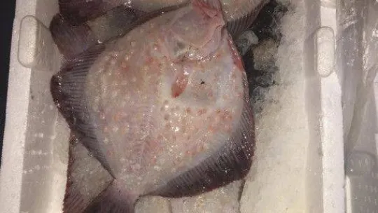 Bir kamyonda bulunan 1 ton balığa el konuldu