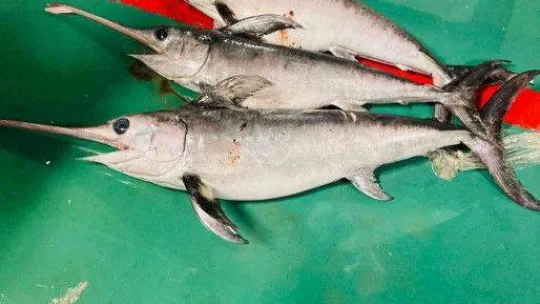 Bir kamyonda bulunan 1 ton balığa el konuldu