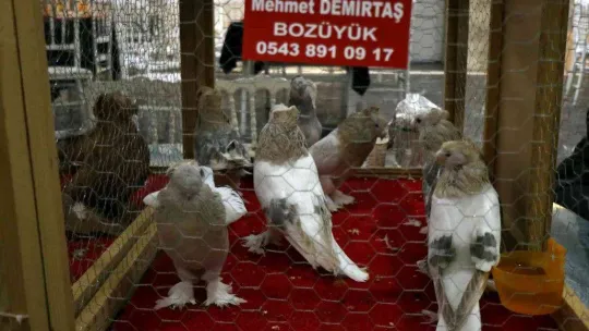 Bir milyona güvercin