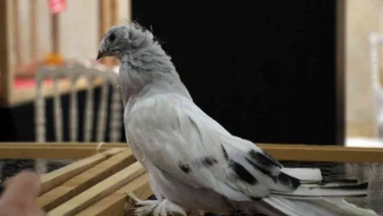 Bir milyona güvercin