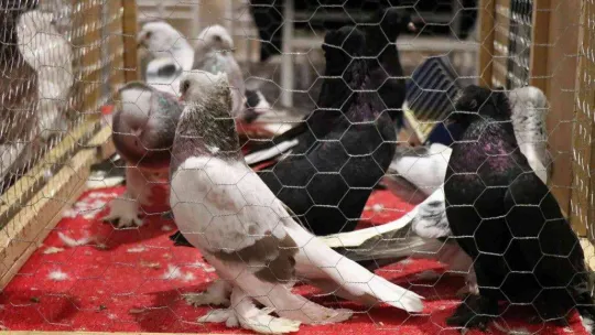 Bir milyona güvercin