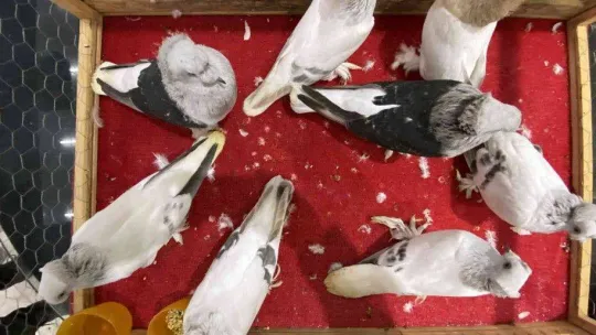 Bir milyona güvercin