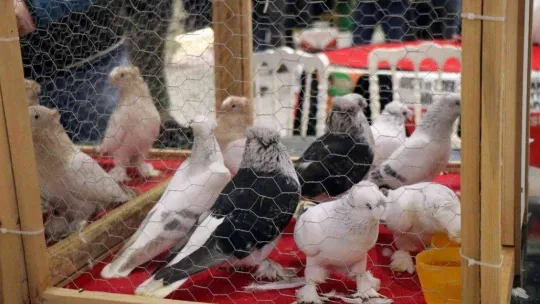 Bir milyona güvercin