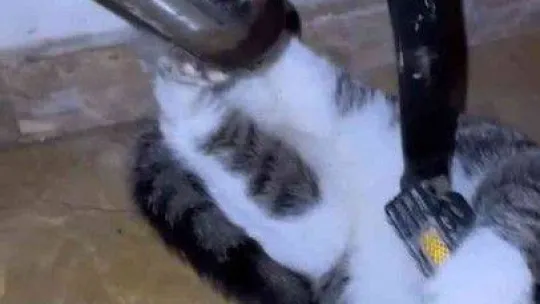 Bisikletin zincirine sıkışan kediyi itfaiye kurtardı