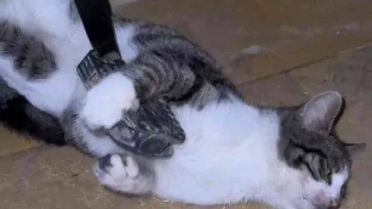 Bisikletin zincirine sıkışan kediyi itfaiye kurtardı