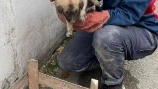 Bodrum katında mahsur kalan yavru köpekleri itfaiye kurtardı