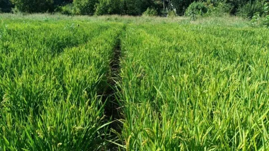 BŞEÜ çiftçiler için yeni bir proje yürütüyor