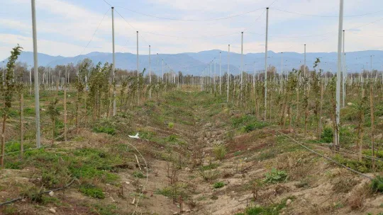 Bu bahçede 26 türden 62 çeşit meyve yetişiyor