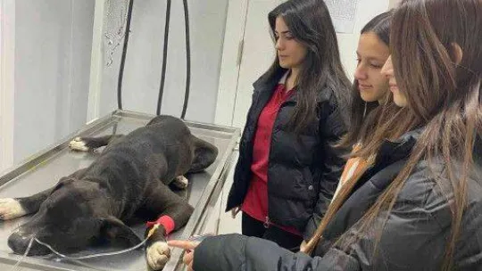 Bu merkez can dostlara 'şifa' dağıtıyor