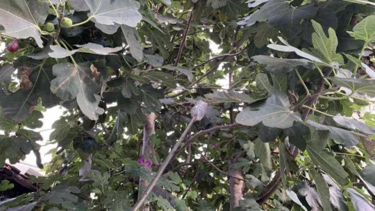 Bu sokaktan geçen canı istediği kadar şeftali ve incir yiyebiliyor