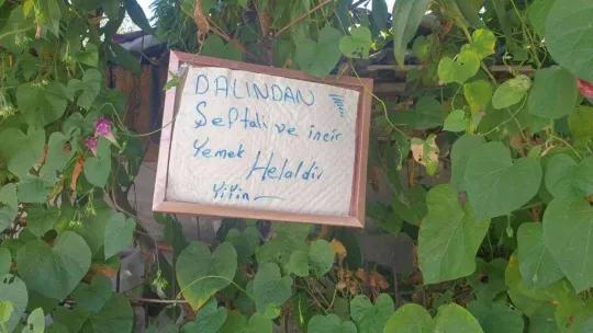 Bu sokaktan geçen canı istediği kadar şeftali ve incir yiyebiliyor