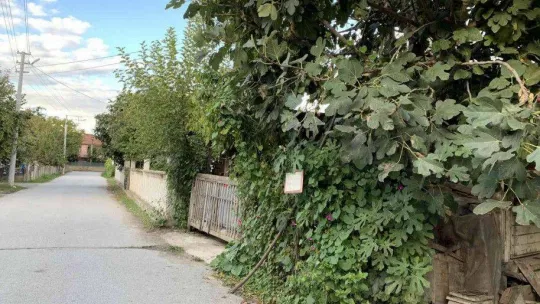 Bu sokaktan geçen canı istediği kadar şeftali ve incir yiyebiliyor