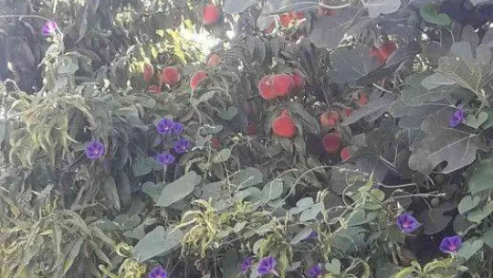 Bu sokaktan geçen canı istediği kadar şeftali ve incir yiyebiliyor