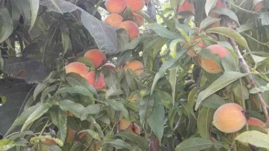 Bu sokaktan geçen canı istediği kadar şeftali ve incir yiyebiliyor