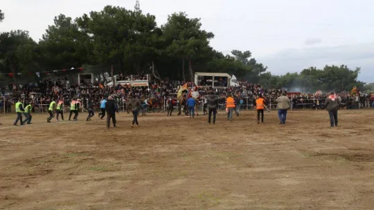 Burhaniye'de deve güreşleri başlıyor