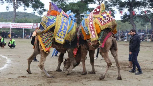Burhaniye'de deve güreşleri başlıyor