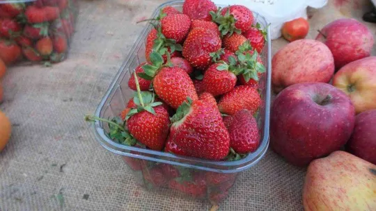 Burhaniye'de organik ürünler çiftçileri sevindirdi