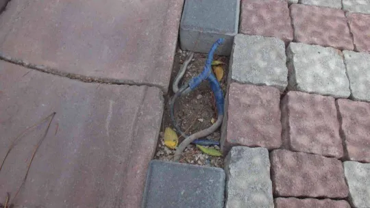 Burhaniye'de şehir magandaları yol aydınlatmalarına zarar veriyor