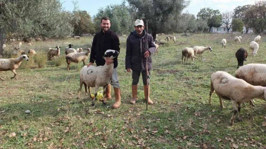 Burhaniye'de yağmurlar çobanları sevindirdi