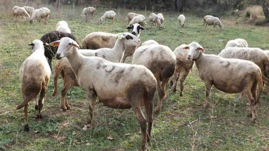 Burhaniye'de yağmurlar çobanları sevindirdi