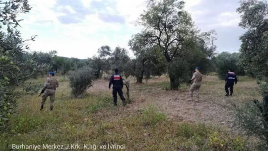 Burhaniye'de zeytin hırsızlığına karşı önlemler artırıldı