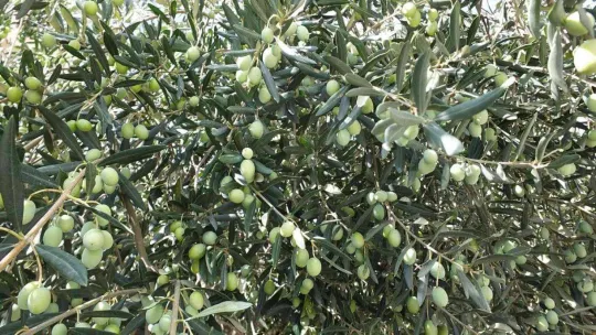 Burhaniye'de zeytinde bereket yılı yaşanıyor