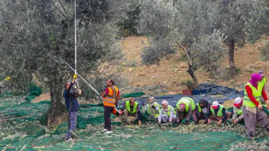 Burhaniye'de zeytinler yağa dönüşmeye başladı