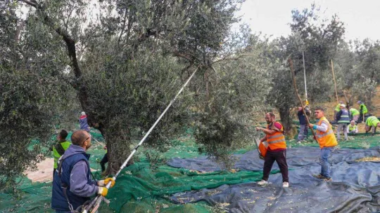 Burhaniye'de zeytinler yağa dönüşmeye başladı