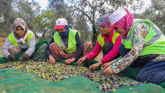 Burhaniye'de zeytinler yağa dönüşmeye başladı
