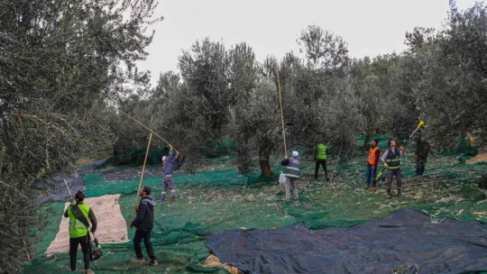 Burhaniye'de zeytinler yağa dönüşmeye başladı