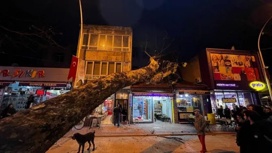 Bursa'da 40 metrelik çınar ağacı dükkanların üzerine devrildi