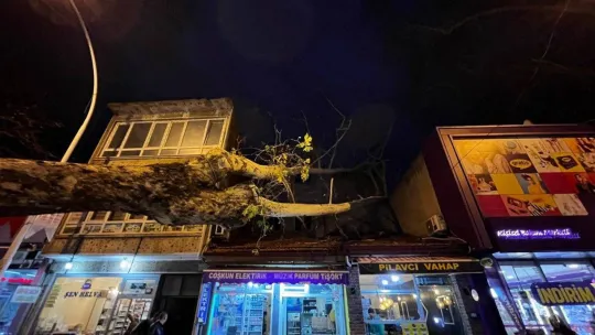 Bursa'da 40 metrelik çınar ağacı dükkanların üzerine devrildi