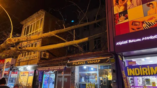 Bursa'da 40 metrelik çınar ağacı dükkanların üzerine devrildi