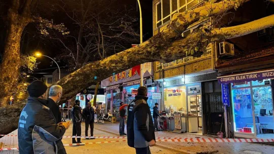 Bursa'da 40 metrelik çınar ağacı dükkanların üzerine devrildi