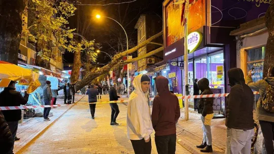 Bursa'da 40 metrelik çınar ağacı dükkanların üzerine devrildi