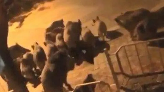 Bursa'da aç kalan domuzlar şehre indi