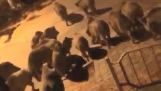 Bursa'da aç kalan domuzlar şehre indi